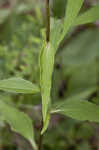 Eastern purple coneflower